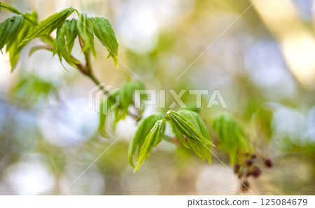 Fresh green maple 125084679