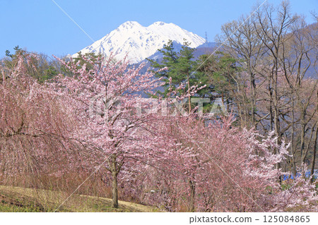 Azumino in spring when cherry blossoms bloom 125084865