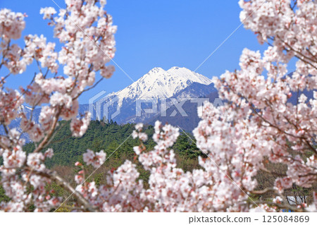 Azumino in spring when cherry blossoms bloom 125084869