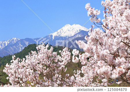 Azumino in spring when cherry blossoms bloom 125084870