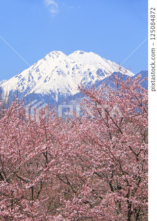 春天櫻花盛開的安曇野 春天櫻花盛開的安曇野 125084872