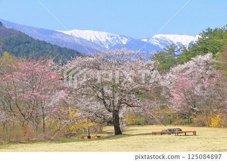 春天櫻花盛開的安曇野 春天櫻花盛開的安曇野 125084897