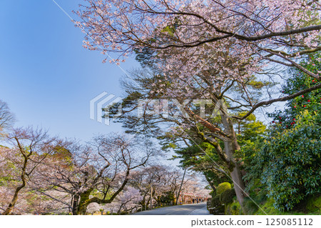 (石川縣)金澤城公園:護城河沿岸的櫻花 (石川縣)金澤城公園:護城河沿岸的櫻花 125085112
