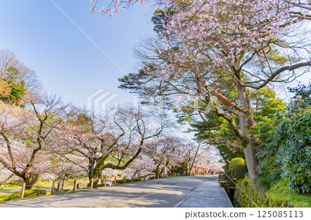 (Ishikawa Prefecture) Kanazawa Castle Park: Cherry blossoms along the moat street (Ishikawa Prefecture) Kanazawa Castle Park: Cherry blossoms along the moat street 125085113