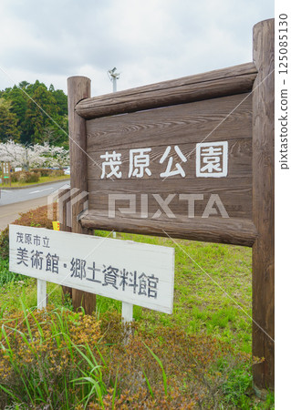 [千葉郡茂原市]春天的櫻花與茂原公園 125085130