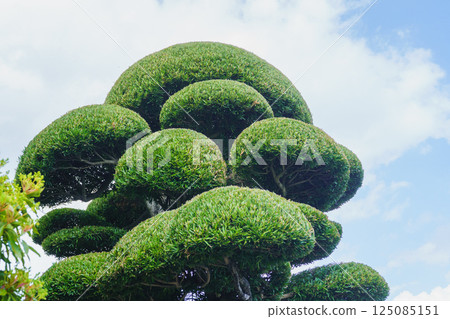 neatly pruned garden trees neatly pruned garden trees 125085151