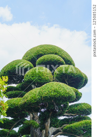 neatly pruned garden trees 125085152