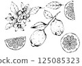 檸檬果實、花朵和葉子的線描插圖 檸檬果實、花朵和葉子的線描插圖 125085323