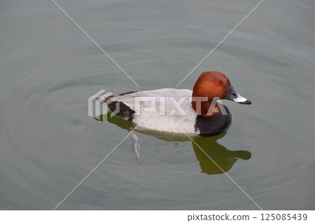 Common pochard (male) (Kishiwada Castle moat/Kishiwada-shi, Osaka Prefecture) 125085439