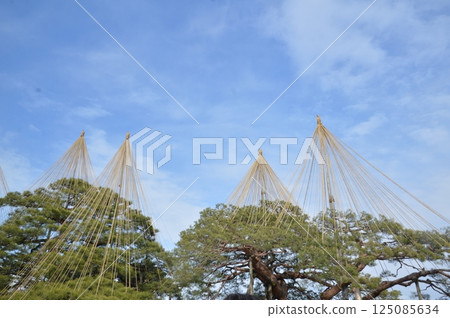 Yukitsuri (Snow Hanging) (Kenrokuen Garden/Kenrokucho, Kanazawa City, Ishikawa Prefecture) Yukitsuri (Snow Hanging) (Kenrokuen Garden/Kenrokucho, Kanazawa City, Ishikawa Prefecture) 125085634