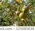 Pomegranate trees bear fruit from Mexico 125085638