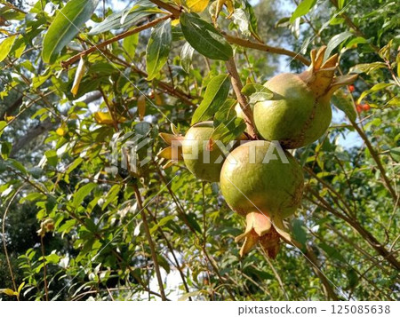 Pomegranate trees bear fruit from Mexico Pomegranate trees bear fruit from Mexico 125085638