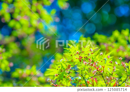 Maple leaves and pretty flowers 125085714