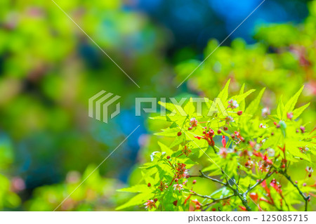 Maple leaves and pretty flowers 125085715