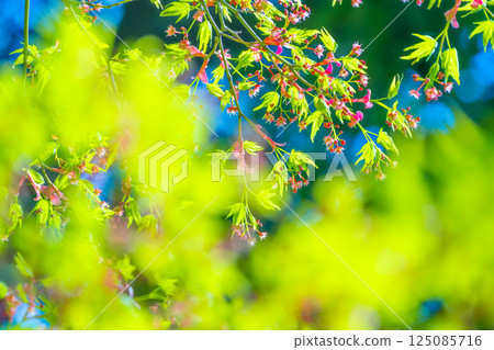 Maple leaves and pretty flowers 125085716