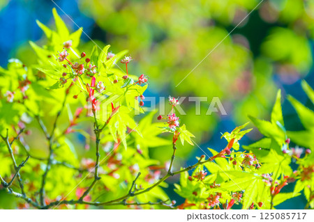 Maple leaves and pretty flowers 125085717