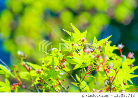 Maple leaves and pretty flowers 125085718