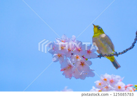 White-eye and cherry White-eye and cherry 125085783