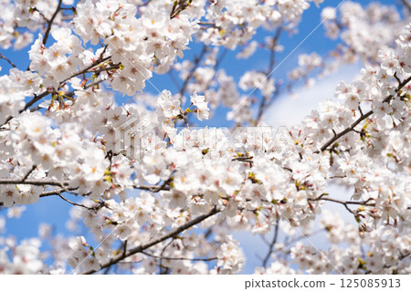Cherry tree in full bloom Cherry tree in full bloom 125085913