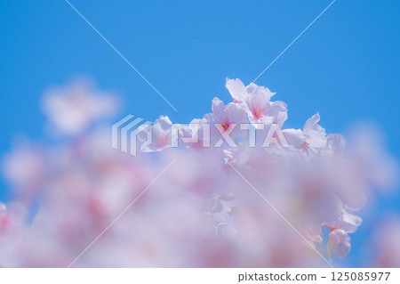 Someiyoshino background material Someiyoshino background material 125085977