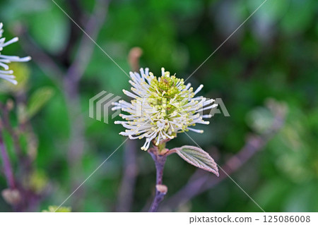 Witch hazel flowers (spring, April) 125086008
