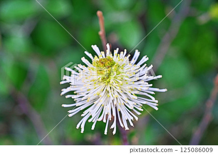 Witch hazel flowers (spring, April) 125086009