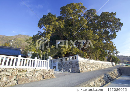 The Shinpaku tree at Hoshoin Temple on Shodoshima Island / Nationally designated natural monument / Approximately 1,600 years old The Shinpaku tree at Hoshoin Temple on Shodoshima Island / Nationally designated natural monument / Approximately 1,600 years old 125086053