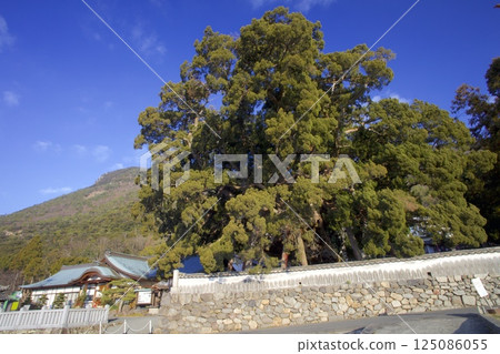 The Shinpaku tree at Hoshoin Temple on Shodoshima Island / Nationally designated natural monument / Approximately 1,600 years old The Shinpaku tree at Hoshoin Temple on Shodoshima Island / Nationally designated natural monument / Approximately 1,600 years old 125086055