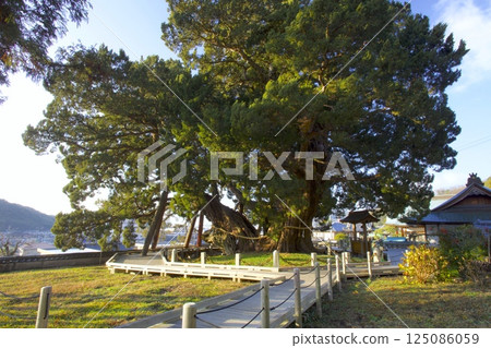 The Shinpaku tree at Hoshoin Temple on Shodoshima Island / Nationally designated natural monument / Approximately 1,600 years old 125086059