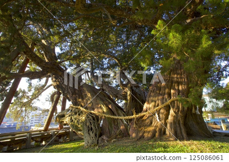 小豆島寶生院心白樹 / 國家指定天然紀念物 / 樹齡約1600年 125086061