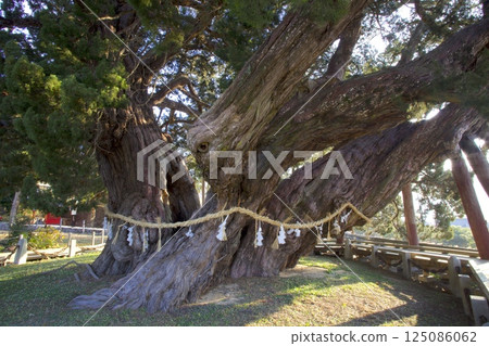 The Shinpaku tree at Hoshoin Temple on Shodoshima Island / Nationally designated natural monument / Approximately 1,600 years old 125086062
