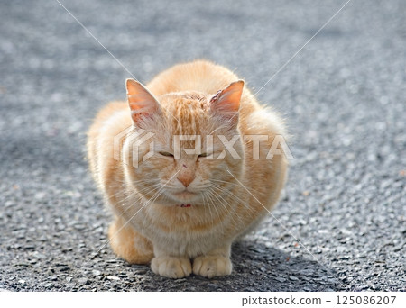 一隻貓前腿併攏坐著 125086207