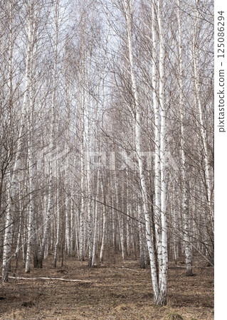 Birch Grove and Withered Foliage on Ground in Early Spring. Birch Grove and Withered Foliage on Ground in Early Spring. 125086294