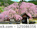 Bus stop and weeping cherry tree Bus stop and weeping cherry tree 125086356