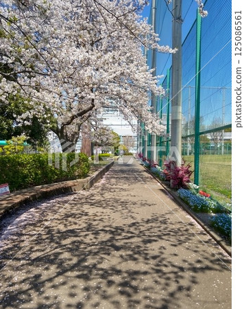 Cherry blossoms park Cherry blossoms park 125086561
