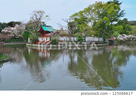 鎌倉鶴岡八幡宮源氏池和旗神弁財天的櫻花 鎌倉鶴岡八幡宮源氏池和旗神弁財天的櫻花 125086617