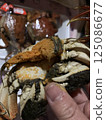 Crab held in hand 125086677