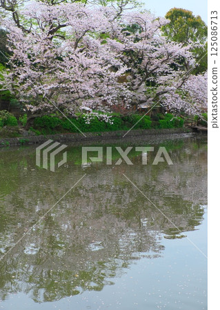 Kamakura Tsurugaoka Hachimangu Genji Pond Sakura Kamakura Tsurugaoka Hachimangu Genji Pond Sakura 125086713