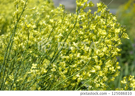 Broccoli flowers in a spring vegetable garden Broccoli flowers in a spring vegetable garden 125086810