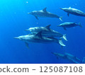Dolphin 125087108