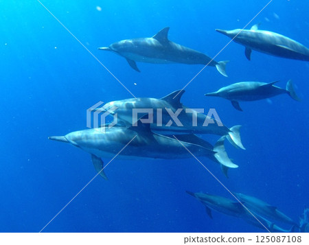海豚 125087108