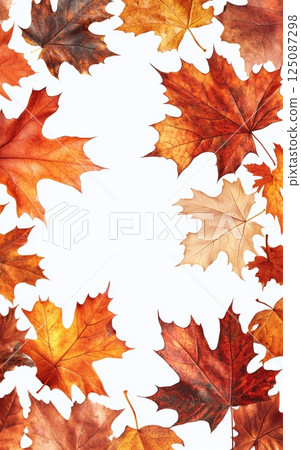 Autumn Oak Leaves on Transparent Background with Peaceful Aesthetic 125087298