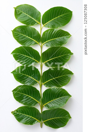 Peaceful Philodendron Leaf Arrangement on Transparent Background for Design Projects 125087308