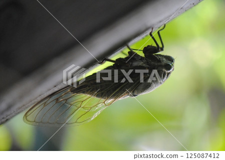 蟬鳴於樹蔭下 125087412