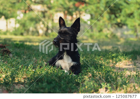 Happy smiling dog lying on green grass in summer sun rays. Beautiful small pet on the meadow during summertime. Pet walk Happy smiling dog lying on green grass in summer sun rays. Beautiful small pet on the meadow during summertime. Pet walk 125087677