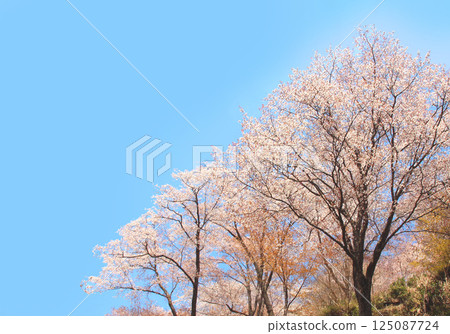 吉野山著名的櫻花 125087724