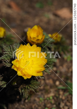 福壽花告訴春天 125087740