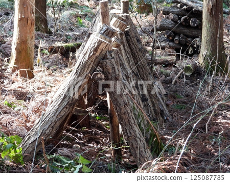 Triangular arrangement of logs for growing shiitake mushrooms 125087785