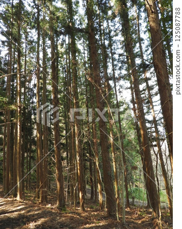 清晨的陽光照耀在林間小路上 清晨的陽光照耀在林間小路上 125087788