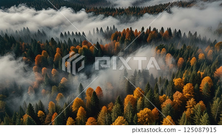 Stunning aerial view of a colorful autumn forest enveloped in a mystical dense fog 125087915
